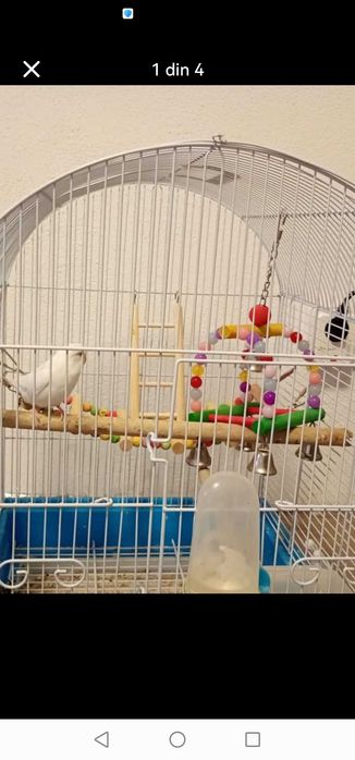 Papagal Peruș alb foarte vioi