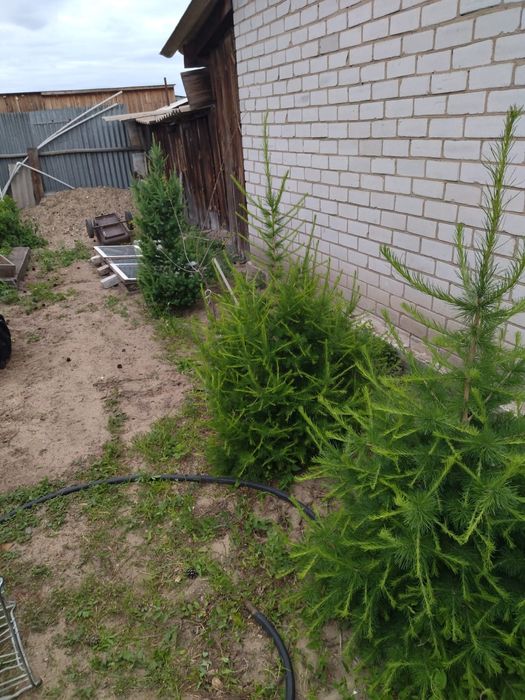 Листвиница молодая