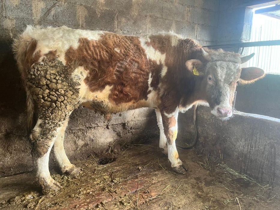 Продам      быка