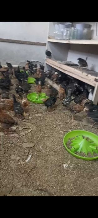 Иддиич3679тш им России ишошпо