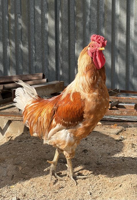 Продам петуха домашнего