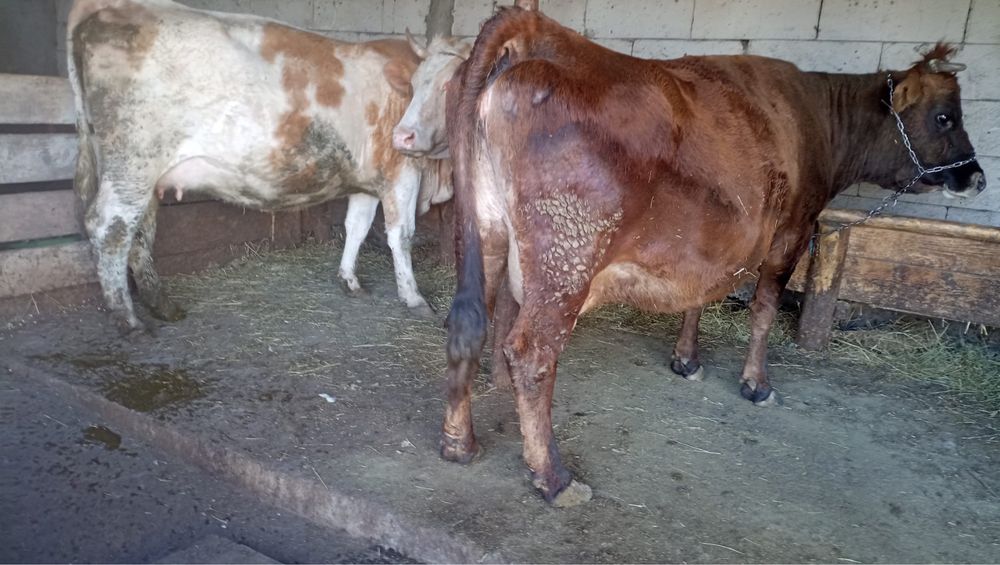 Vand una la alegere!