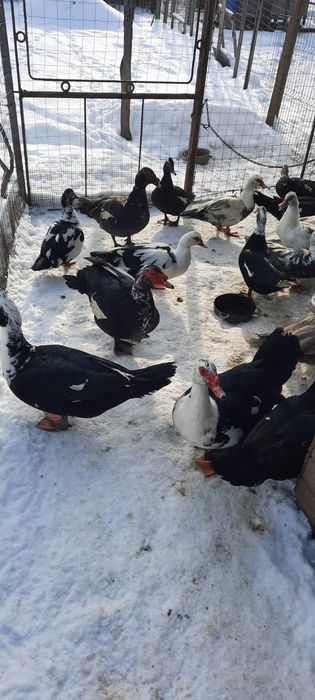 Rațe mute de vanzare