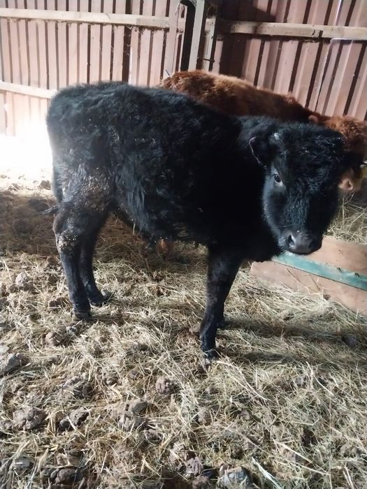 Продам КРС (Бычки, 7 голов)