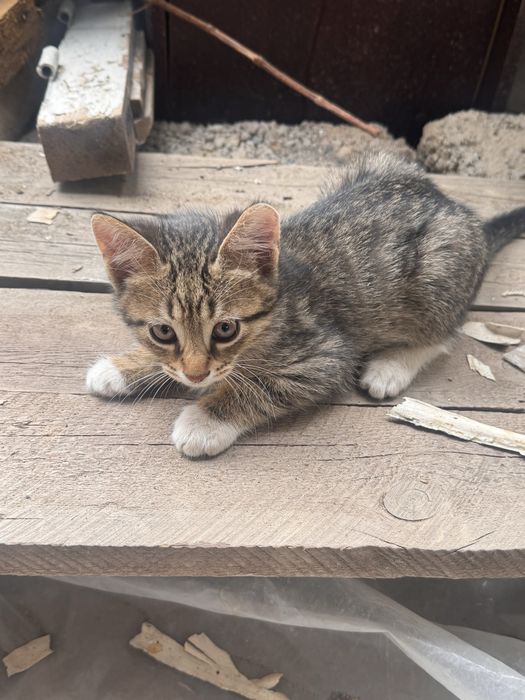Tekinga 4ta mushuk bollari