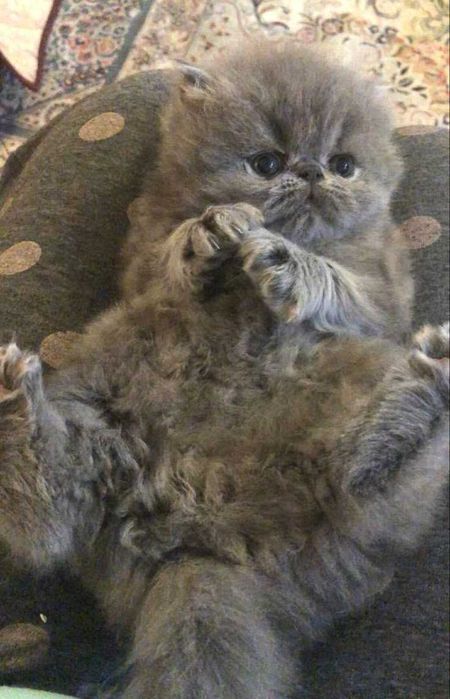 Сладки персийски котета