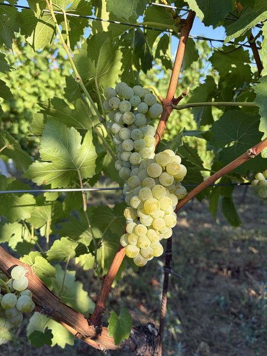 Vând struguri albi Muscat Ottonel pentru vin