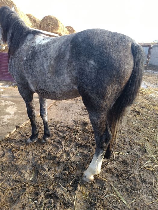 Жылқы сатылады соғым