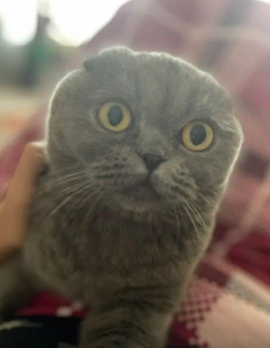 Продам котят полу шотландскии