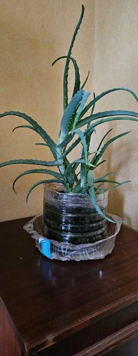 Комнатное растение Алоэ (лечебное)