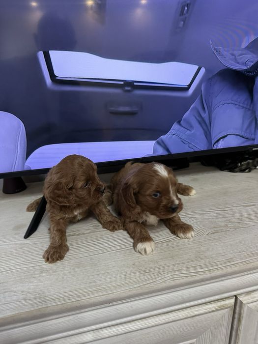 Cavapoo/Кавапоо