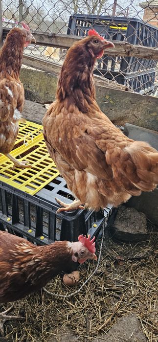 кокошки носачки ломан Браун за яйца на 12 месеца