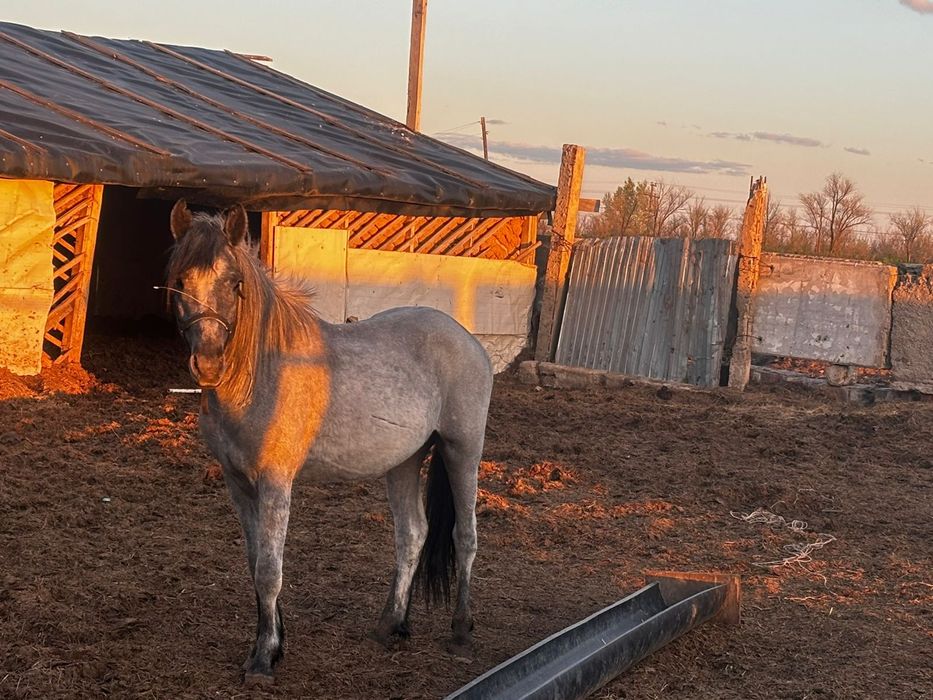 Продам жеребчика