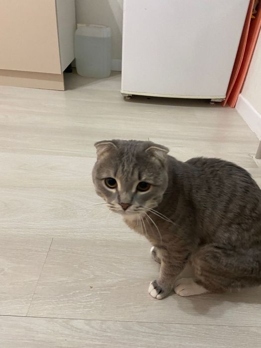 Шотландский кошка