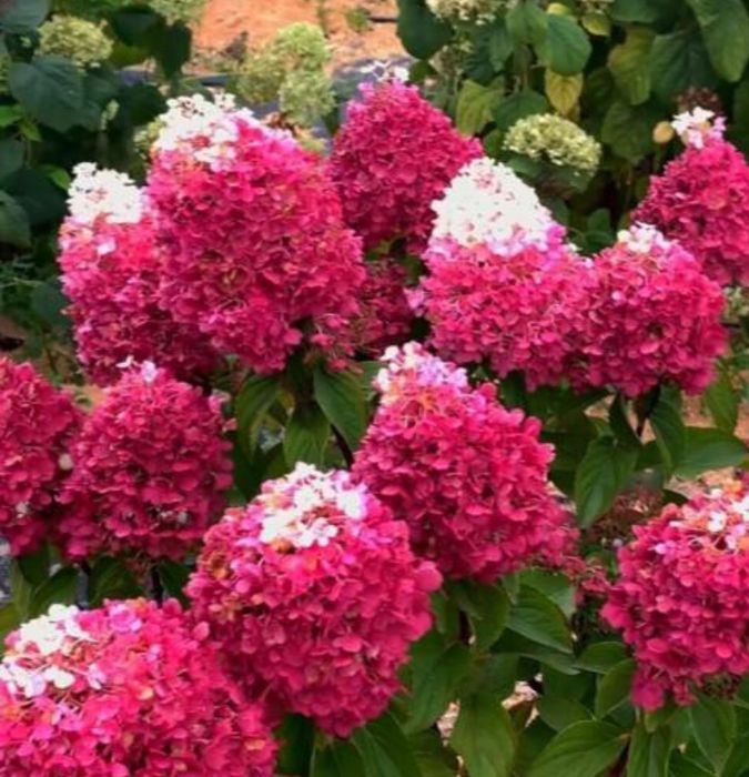 Гортензия метельчатая, древовидная