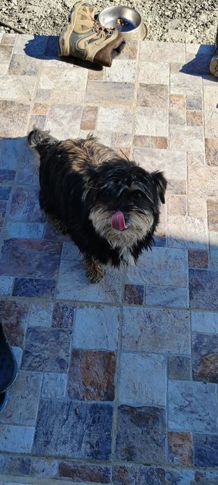 Cățelușa pentru adopție
