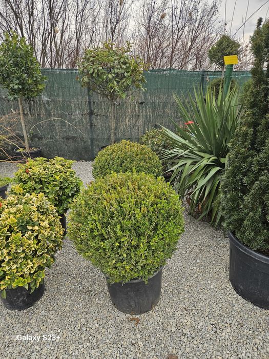 Vindem buxus globular de mai multe dimensiuni