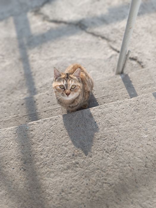 Отдам бесплатно кошек