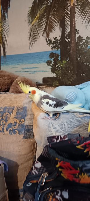 Корели ръчно хранени  от малки ги храня ръчно