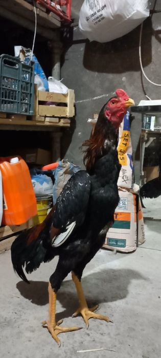 Дакан кореец, вылуп июнь