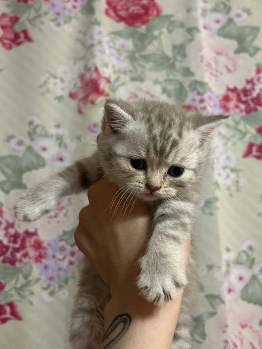 Шотландские котята Скоттиш-страйт