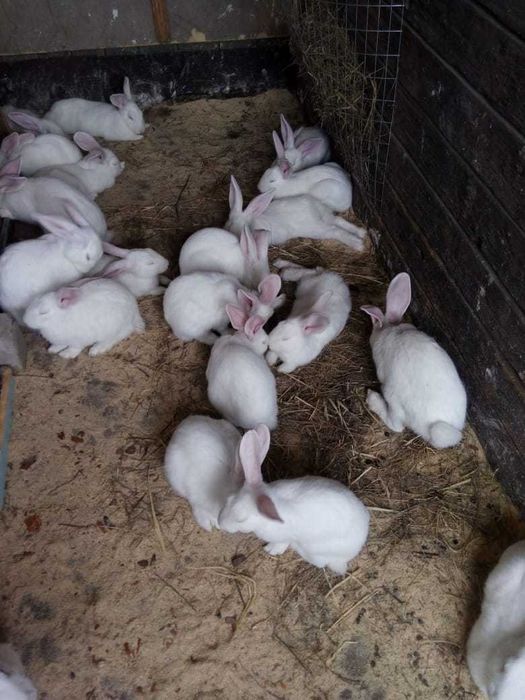 Продам кроликов.