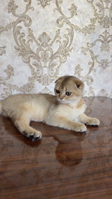 Scottish Fold Golden Shaded