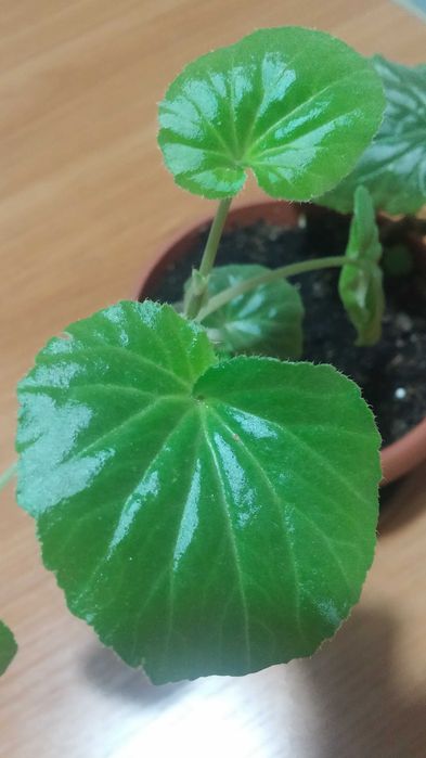 Комнатная бегония