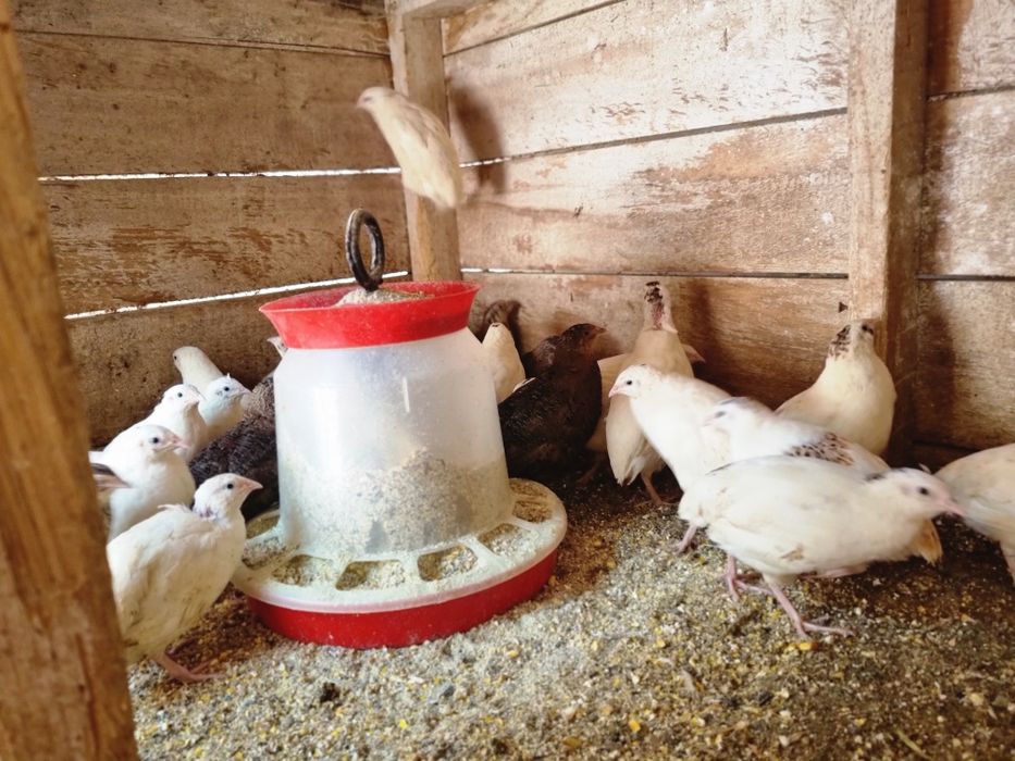 Se vând prepelite tinere și crescute natural