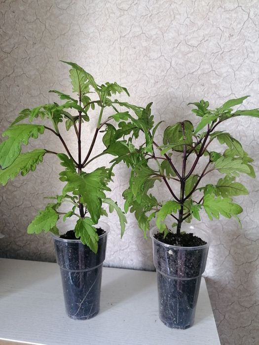 Молодые комнатные растения