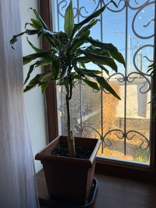 комнатные гүлдер сатылады