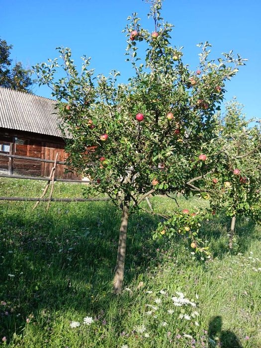 Teren agricol cu casa de lemn