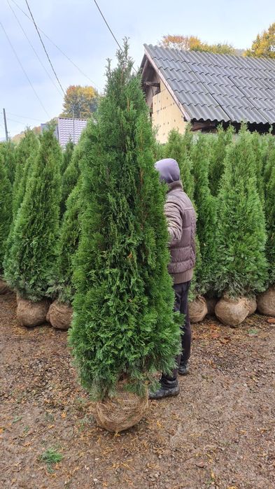 Vindem tuia de mai multe dimensiuni