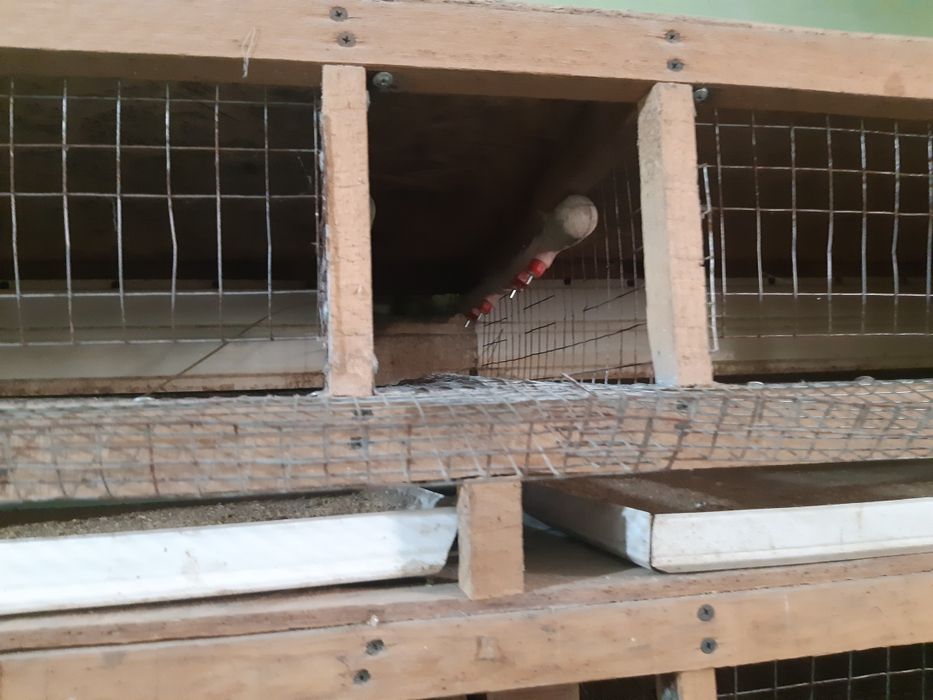 Клетки для перепелок