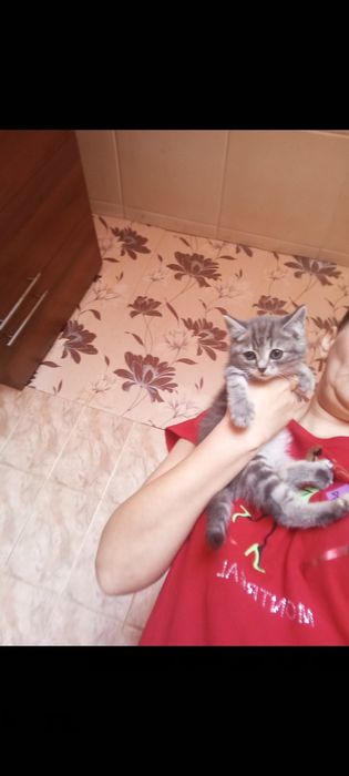 Страйт  1 месяц.Самостоятельные..