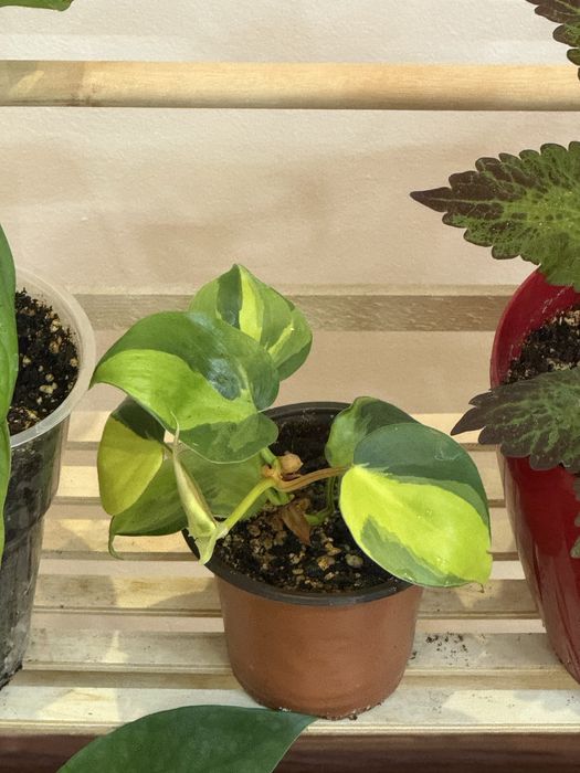 Набор из 6 отростков