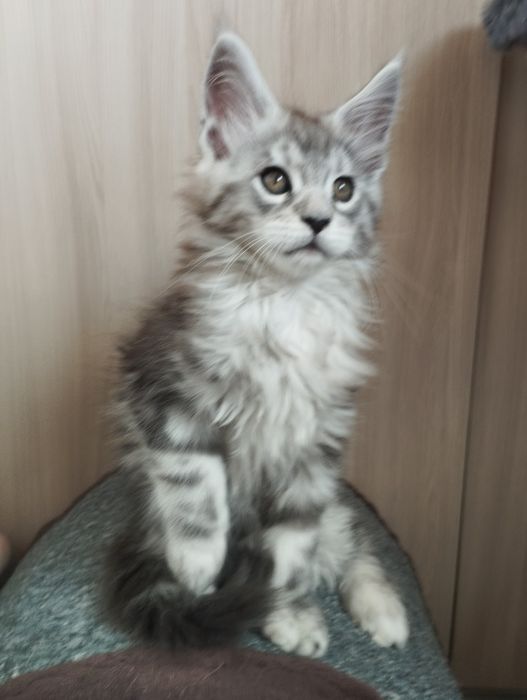 Мейн Кун шикарный котик
