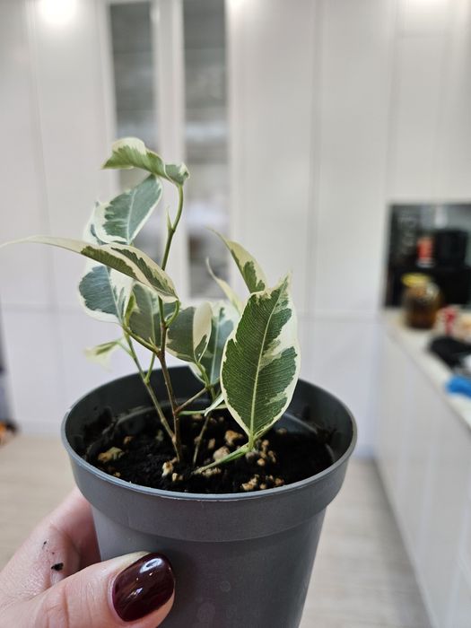 Фикус бенджамина вариегатный