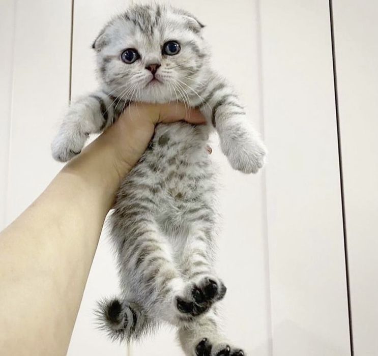 Вислоухие Шотландские котята