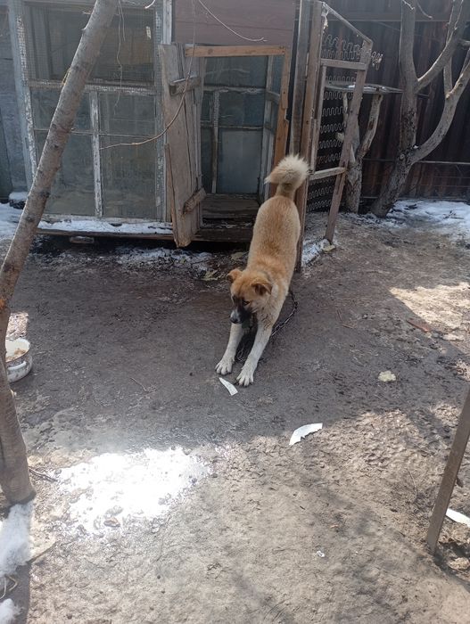 Отдам в хорошие руки