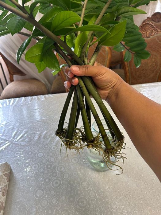 Замиокулькас Цветы