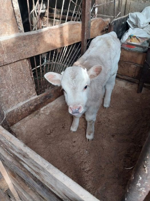 Продам теленка.