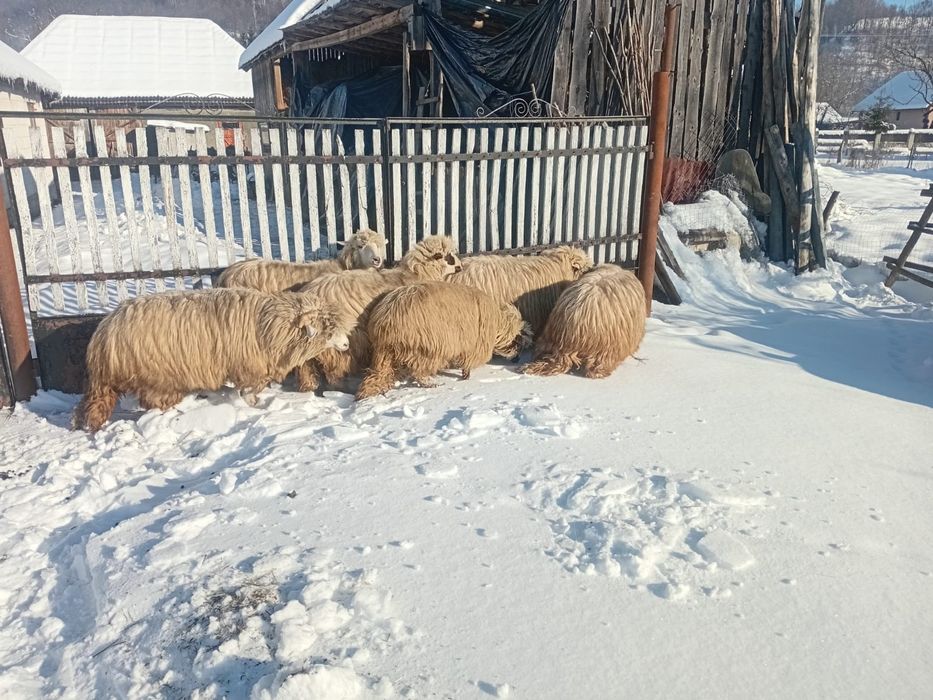 Oi  de vânzare Maramureș