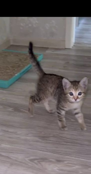 Котенок Мия в добрые руки!