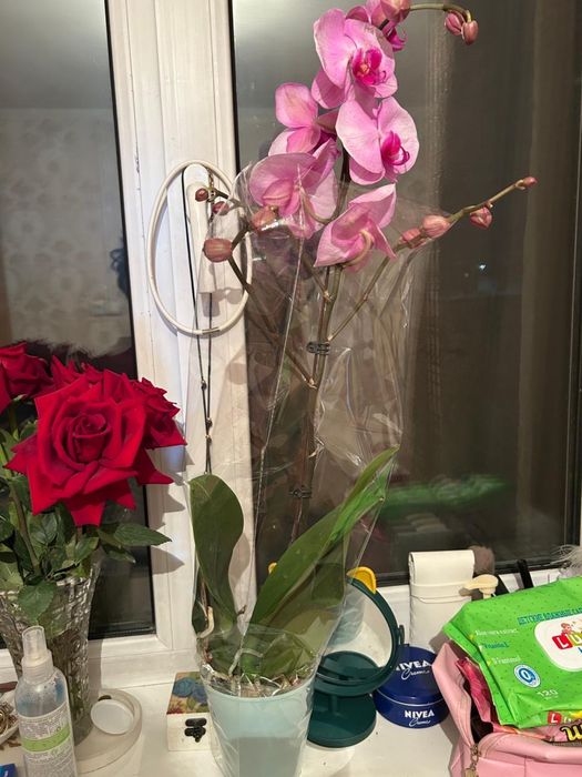 Продам орхидею фаленопсис