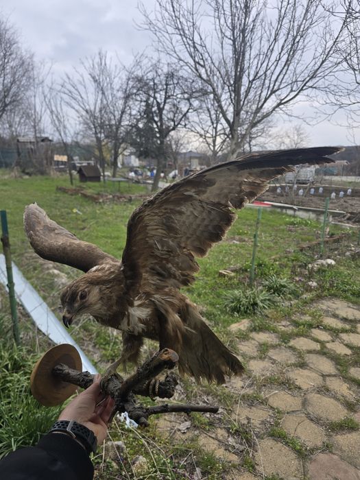 Препариран сокол