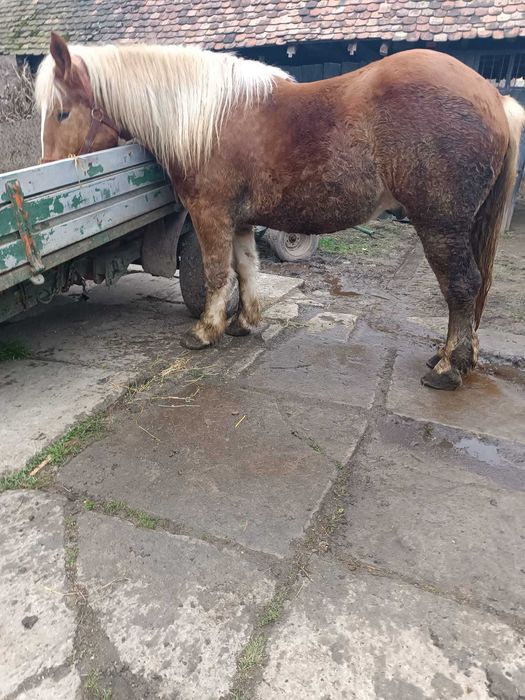 Cal de vanzare de 3 ani