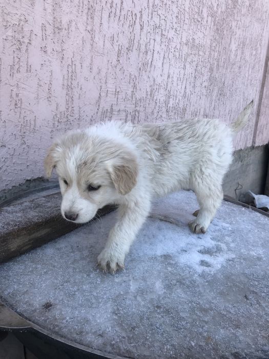 Отдам щенят бесплатно !