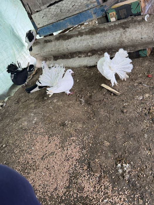 Porumbei Olt ornament