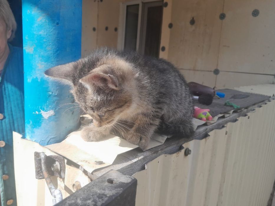 Отдам котят в хорошие руки